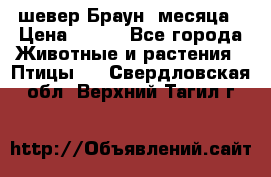 шевер Браун 2месяца › Цена ­ 200 - Все города Животные и растения » Птицы   . Свердловская обл.,Верхний Тагил г.
